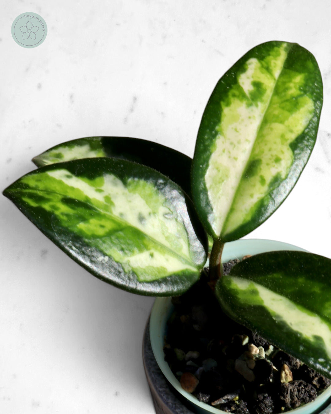 Hoya carnosa 'Madara' (Green Edge)