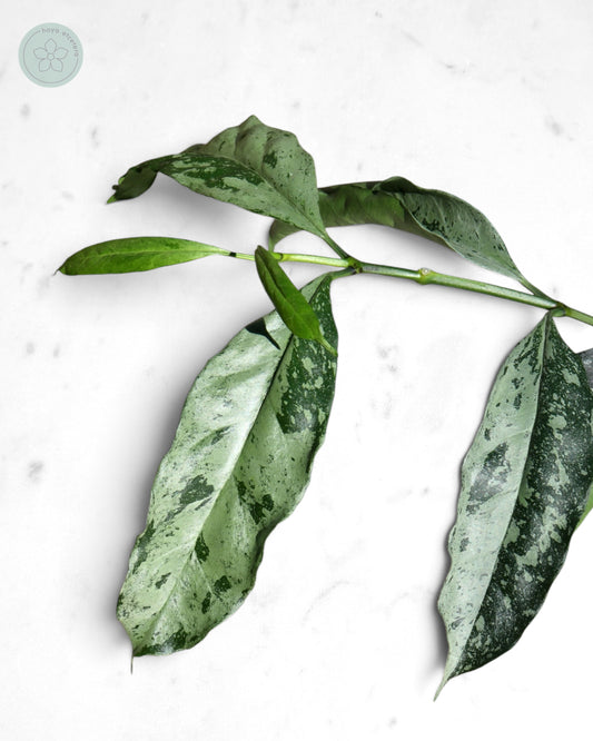 Hoya occultata (silver)