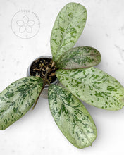 Load image into Gallery viewer, Hoya 'Lorelai'