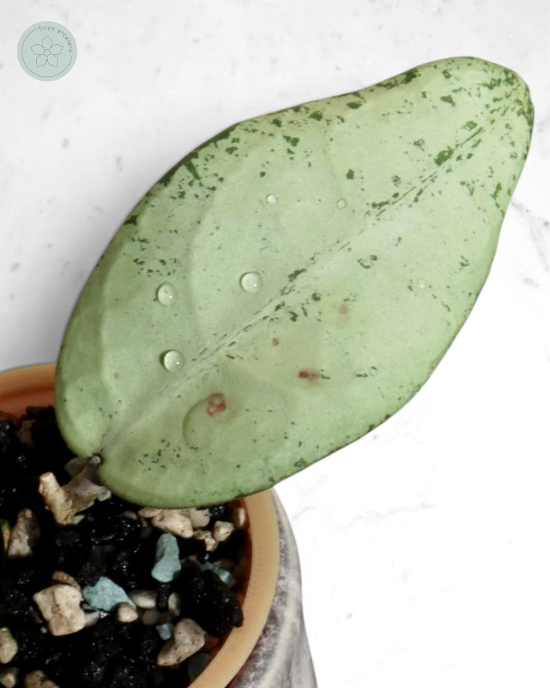Hoya 'Emperor' (silver)