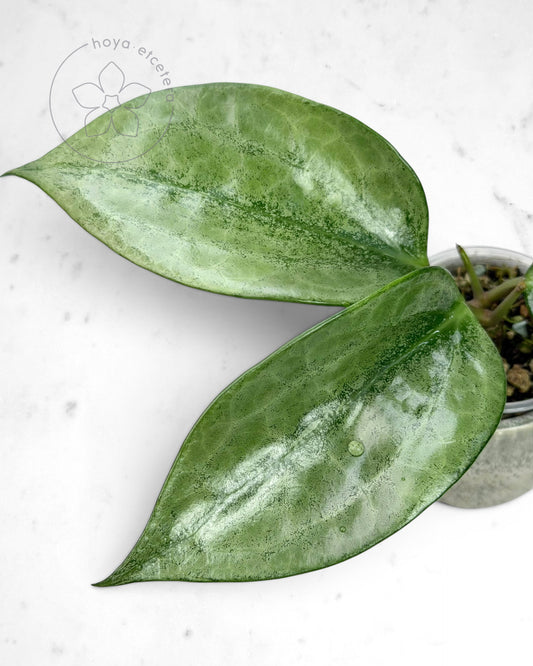 Hoya latifolia 'Rimba Perak' (silver)