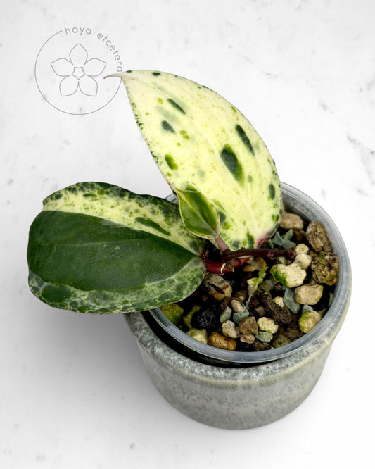 Hoya 'Swiffer’s Nightmare'