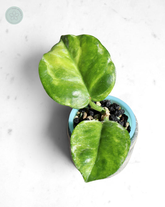Hoya australis (peridot)