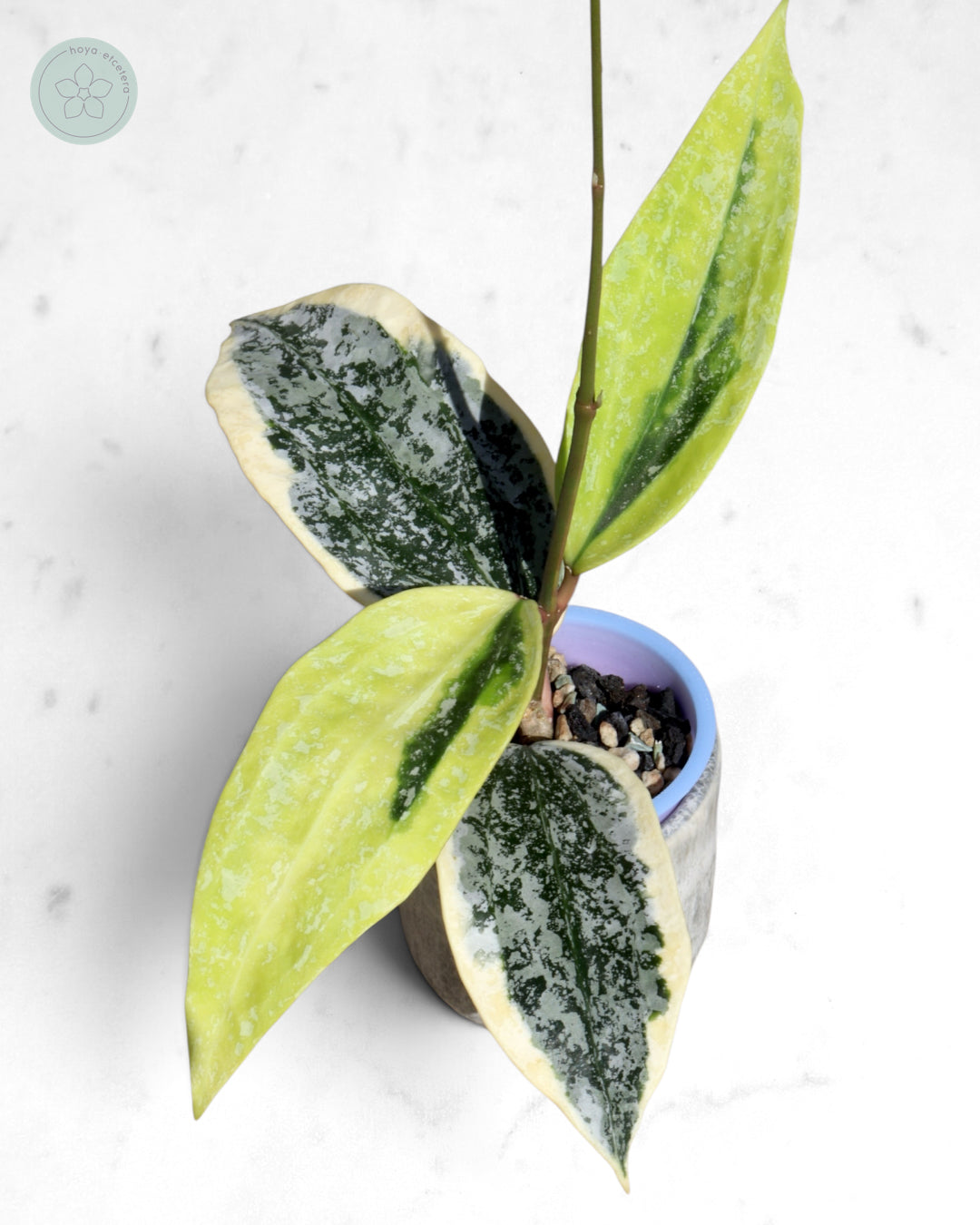 Hoya sp. Rangsan (albo splash)