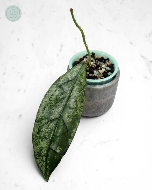 Hoya clemensiorum (Borneo silver) 🌱 cutting