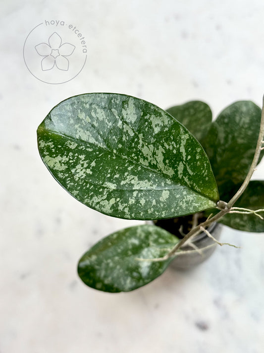 FREE Clone 1 cutting on $200+ orders (Code GIFT)