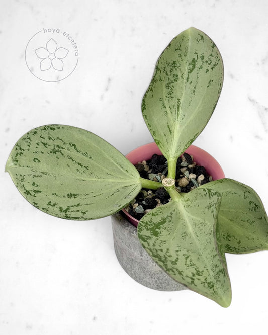 Hoya subquintuplinervis (silver)
