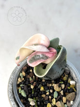 Load image into Gallery viewer, Hoya compacta 'Oblak' 🦄