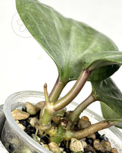 Load image into Gallery viewer, Hoya latifolia (silver)