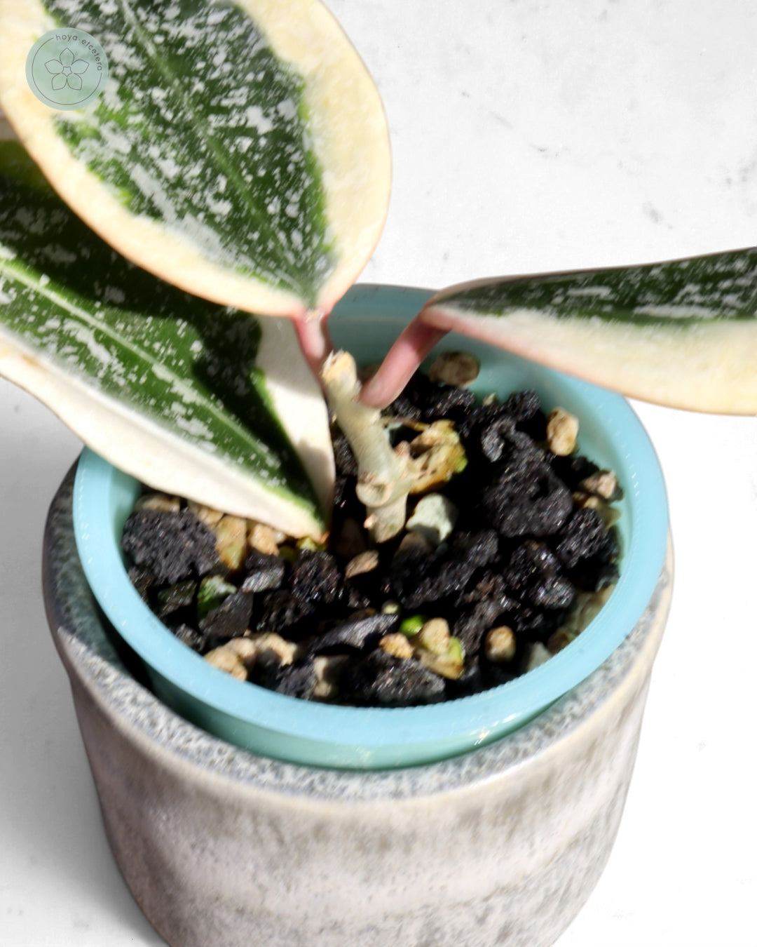 Hoya sp. Rangsan (albo splash)