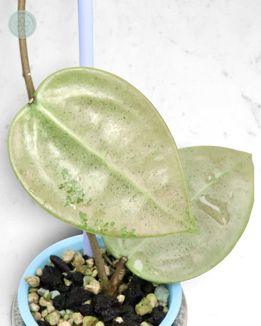 Hoya verticillata (silver heart)