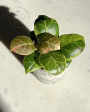 Load image into Gallery viewer, Hoya obscura (albo)