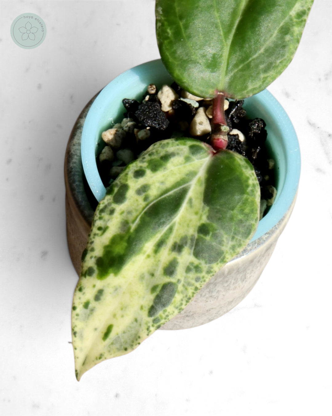 Hoya 'Swiffer’s Nightmare'