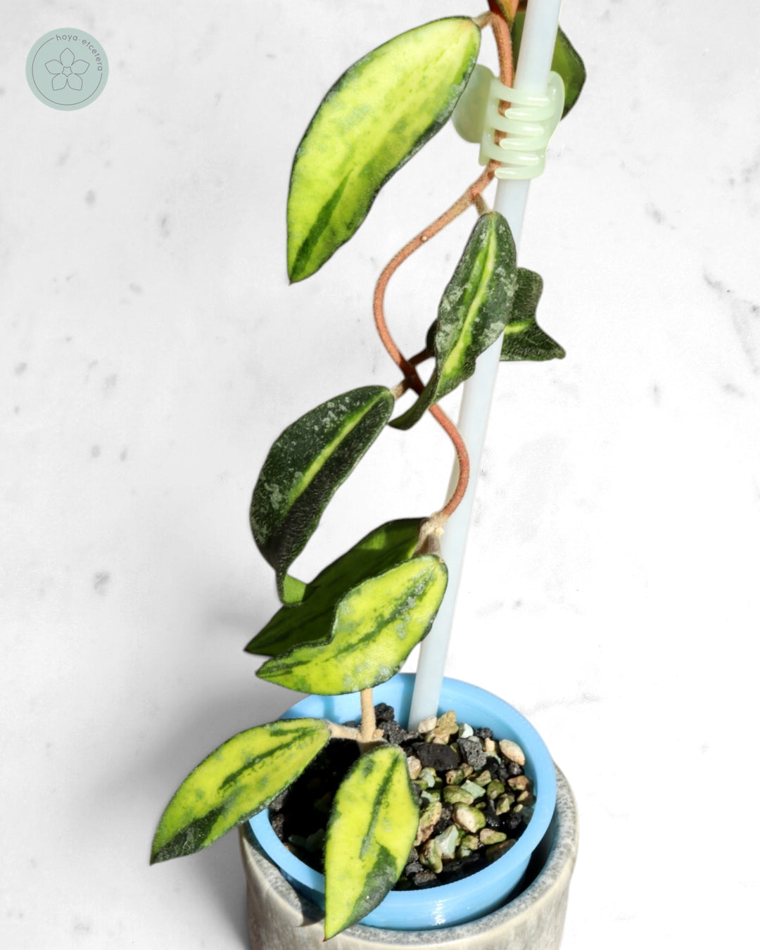 Hoya phuwuaensis (variegated)