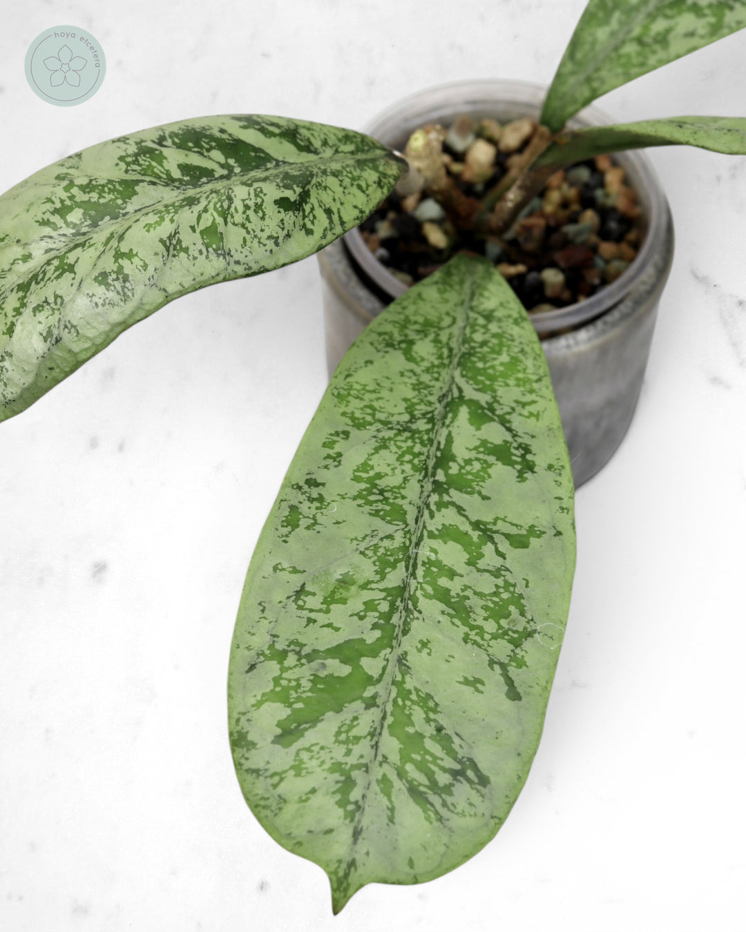 Hoya 'Lorelai'