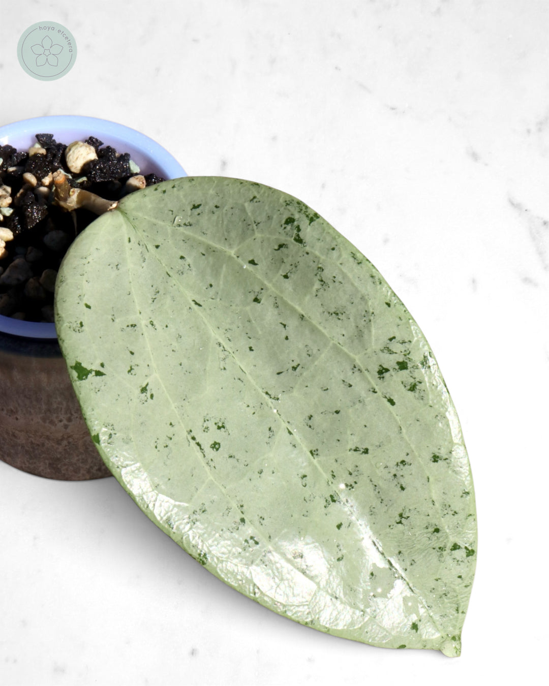 Hoya glabra 'Gin' (silver)