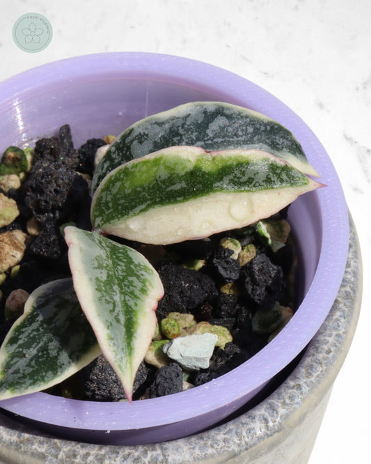 Hoya lacunosa 'Lumina'