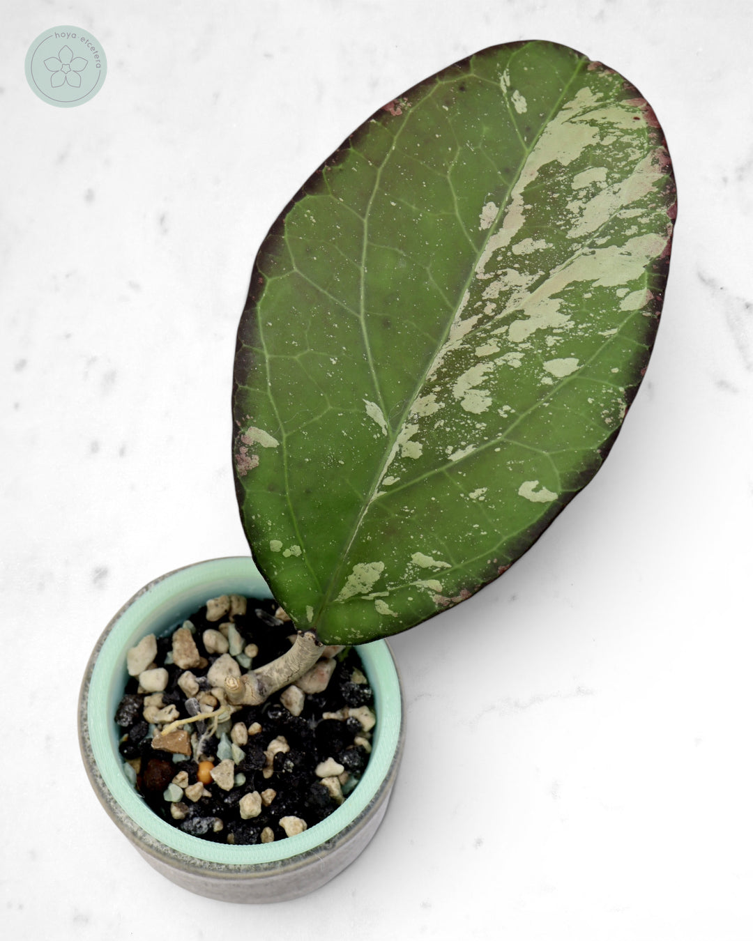 Hoya nervosa x 'Joy' (splash)