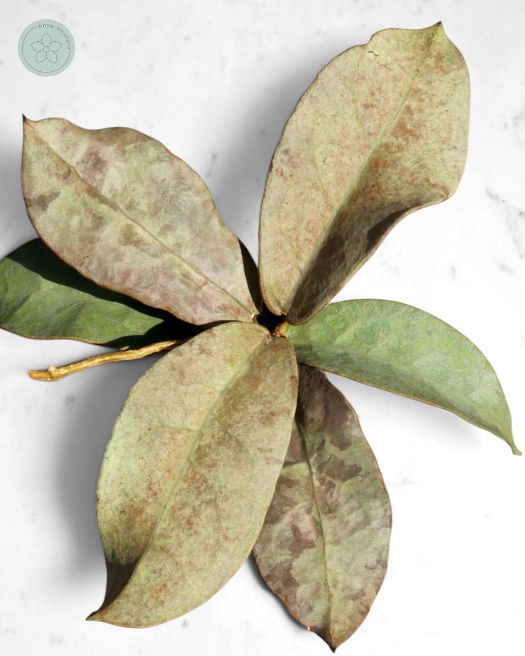 Hoya mitrata (Pearl Gold)