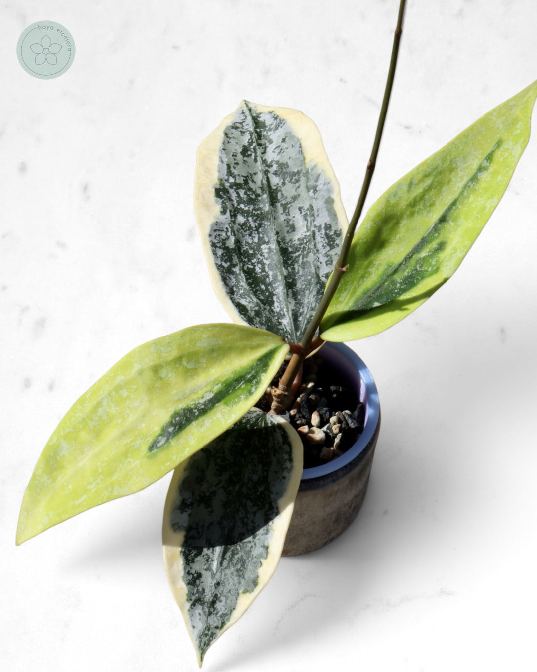 Hoya sp. Rangsan (albo splash)
