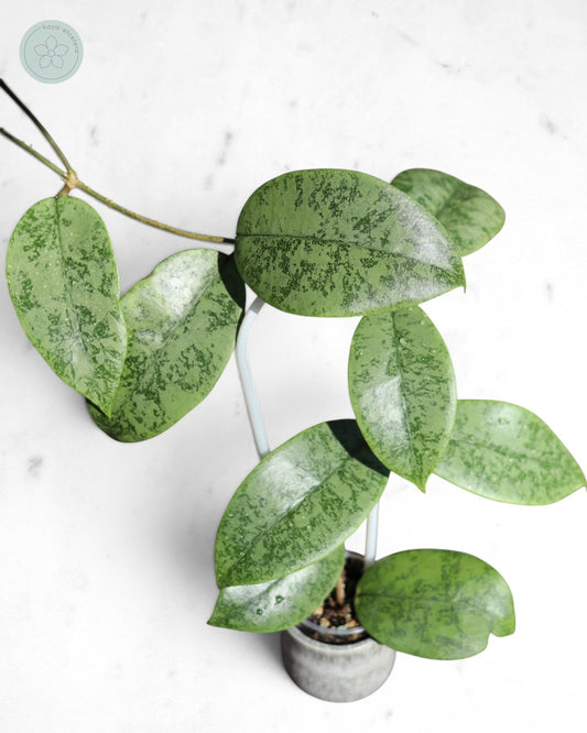Hoya sp. Gunung Gading (Borneo silver)