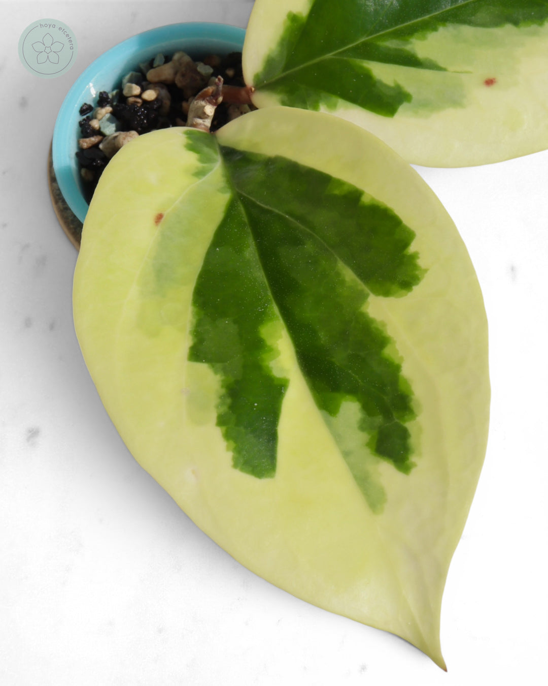 Hoya ilagiorum (albo)