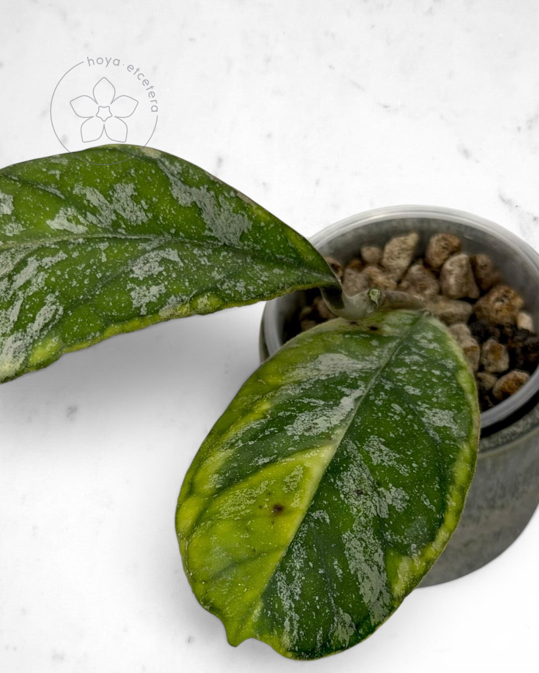 Hoya AH0001 (albo)