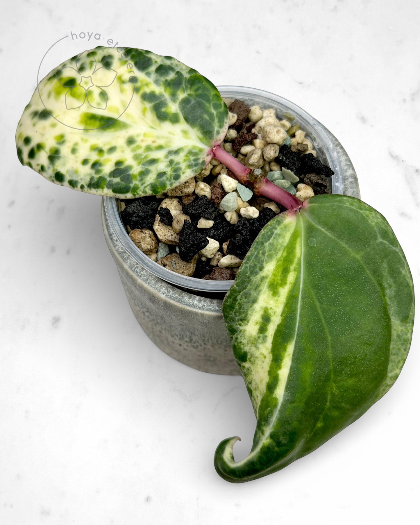 Hoya 'Swiffer’s Nightmare'