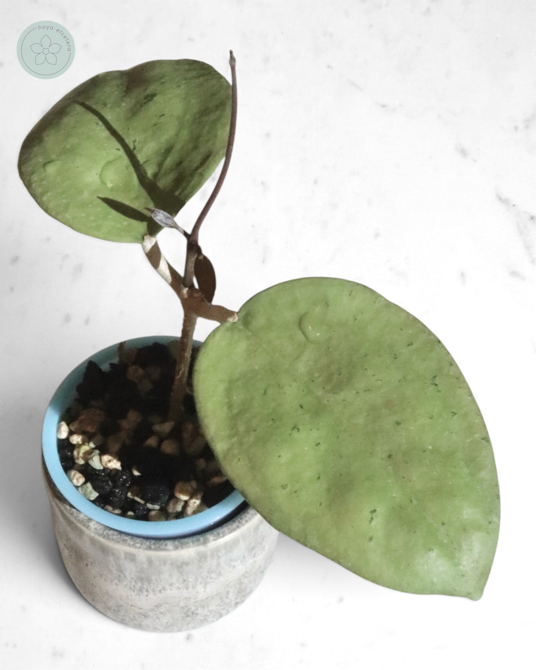 Hoya sp. Menak Sopal (silver)