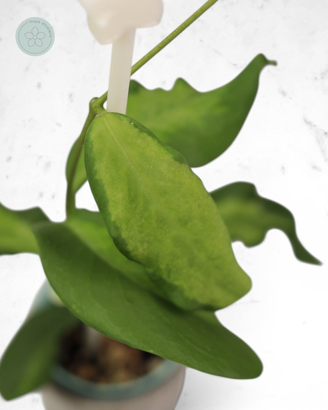 Hoya pimenteliana (variegated)