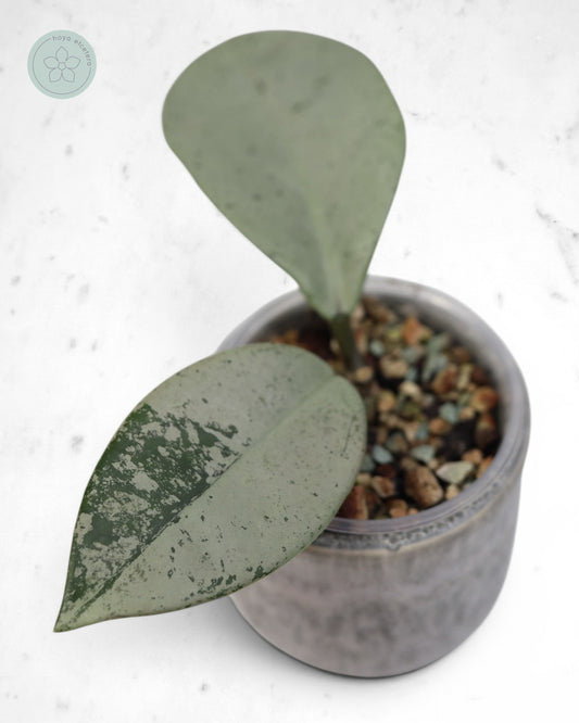 Hoya 'Stardust' (silver)