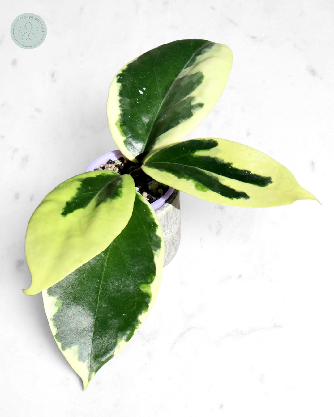 Hoya ilagiorum (albo)