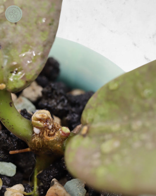 Hoya mitrata (Pearl Gold)