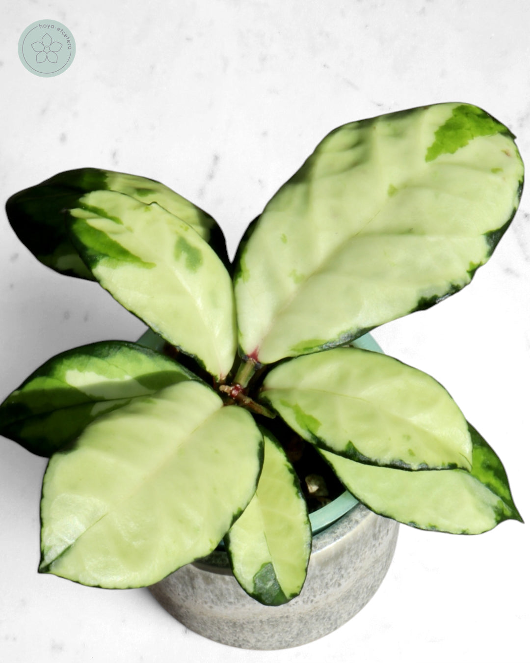 Hoya crassipetiolata (variegated)
