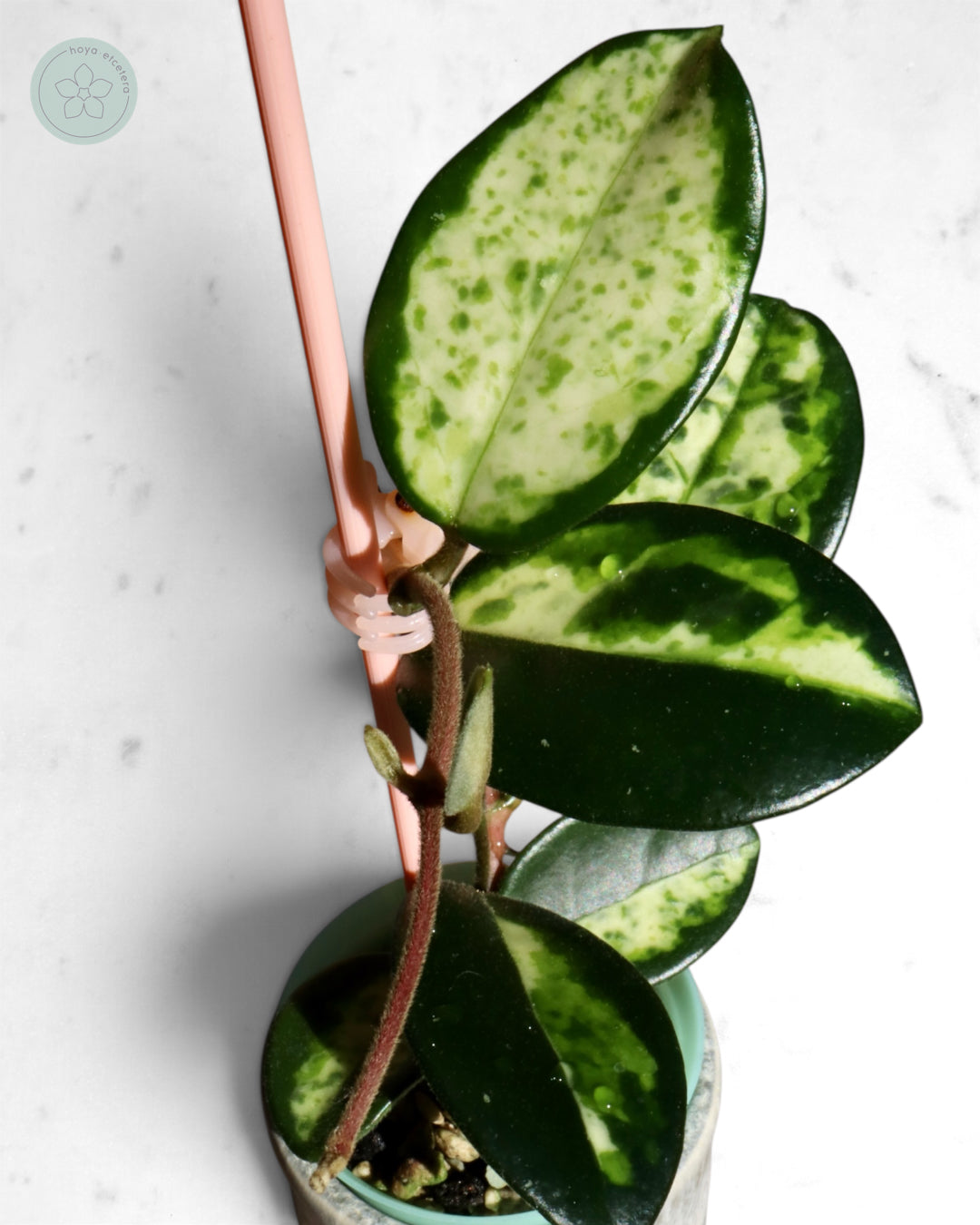 Hoya carnosa 'Madara' (Green Edge)