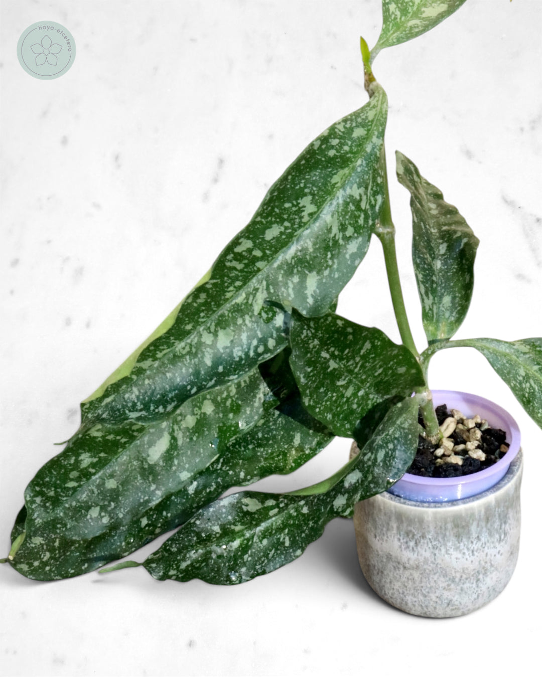 Hoya occultata (splash)