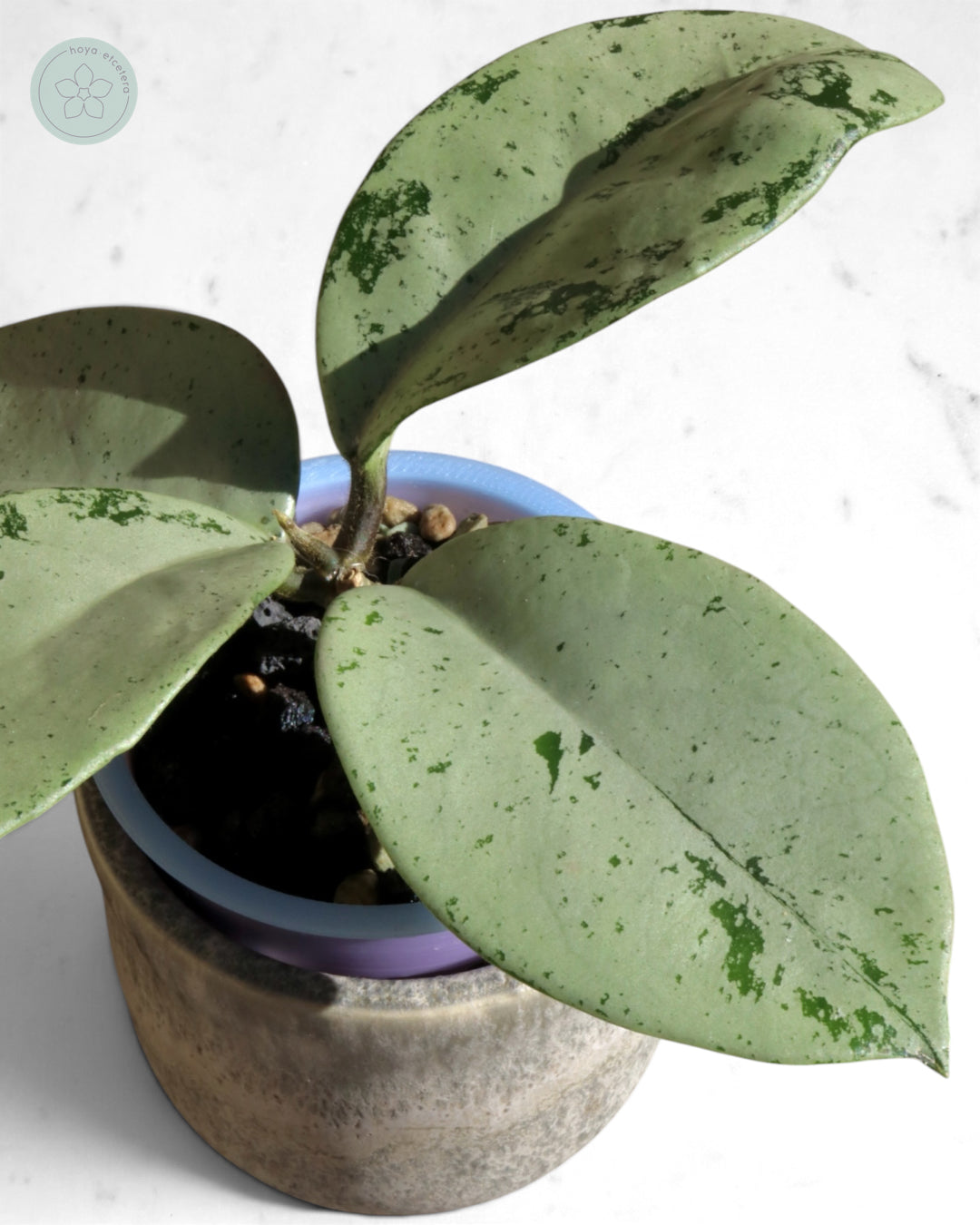 Hoya 'Stardust' (silver)