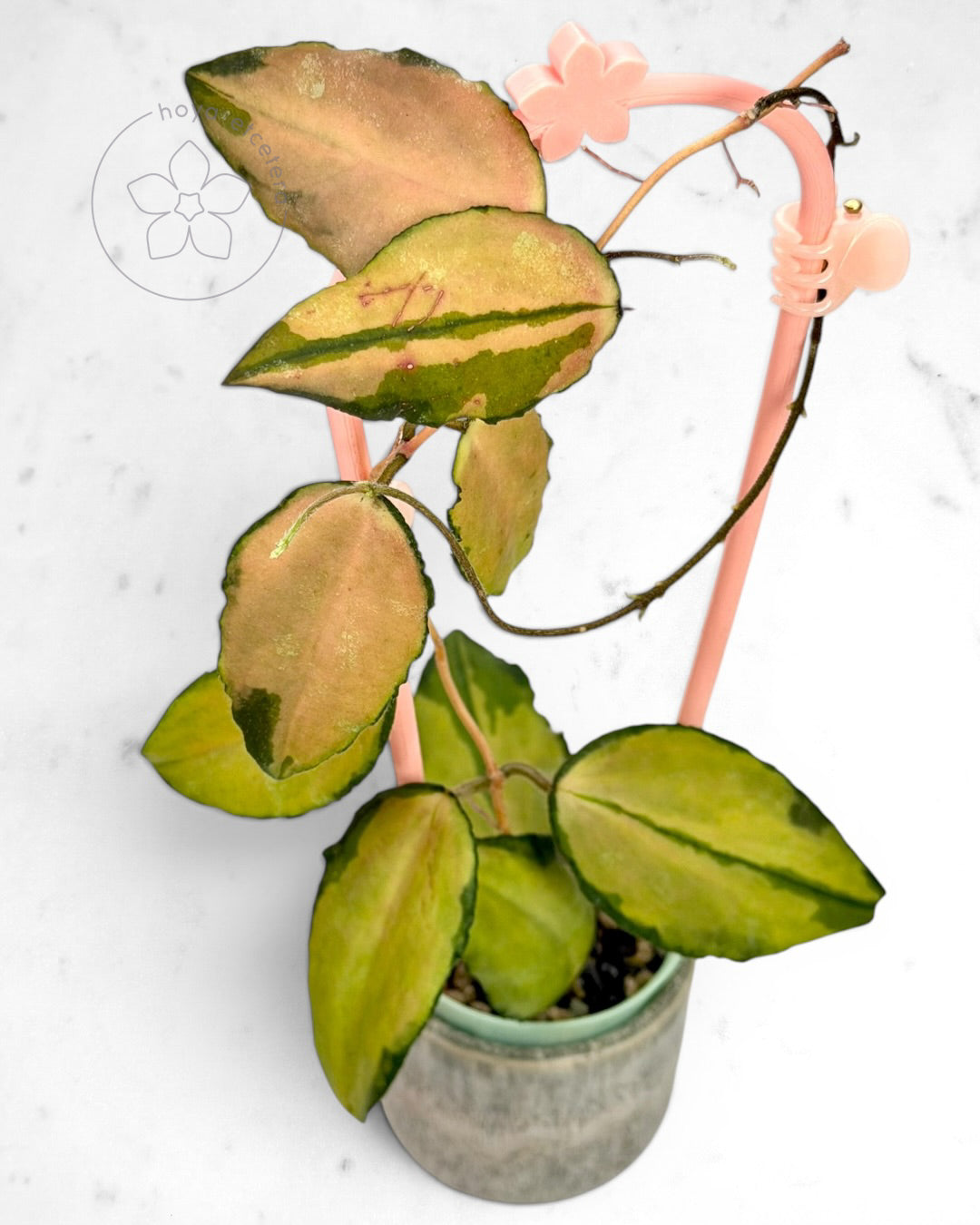 Hoya caudata (variegated)