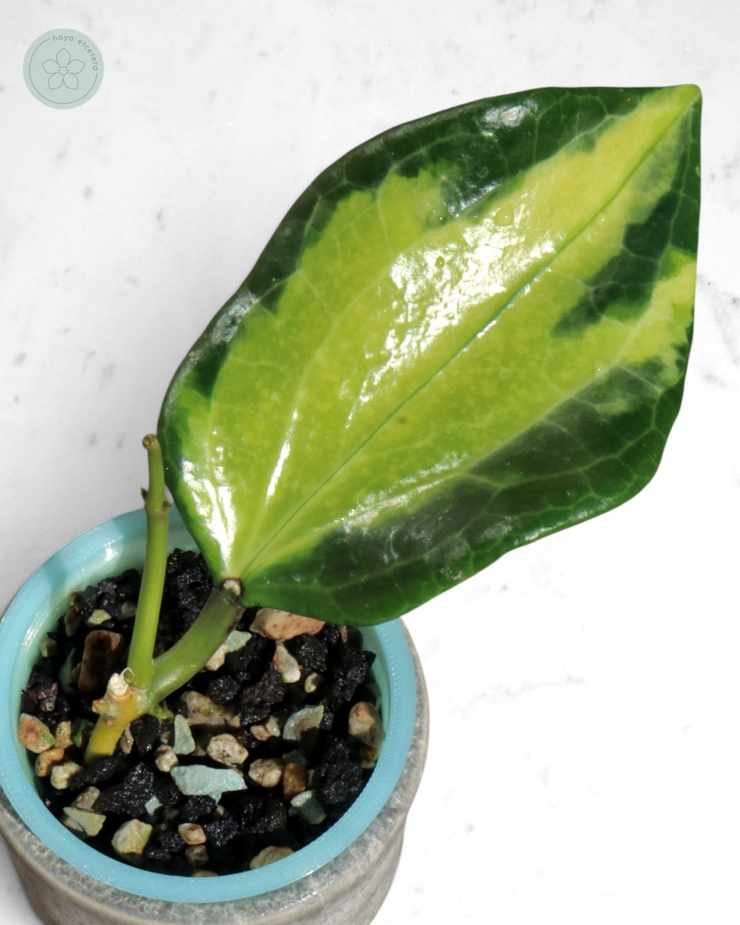 Hoya merrillii (variegated)