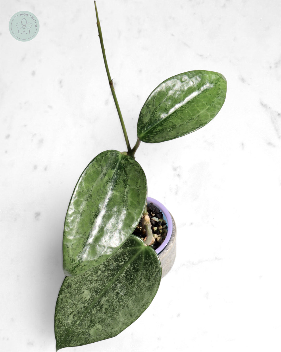 Hoya 'Rimba Perak' (silver)
