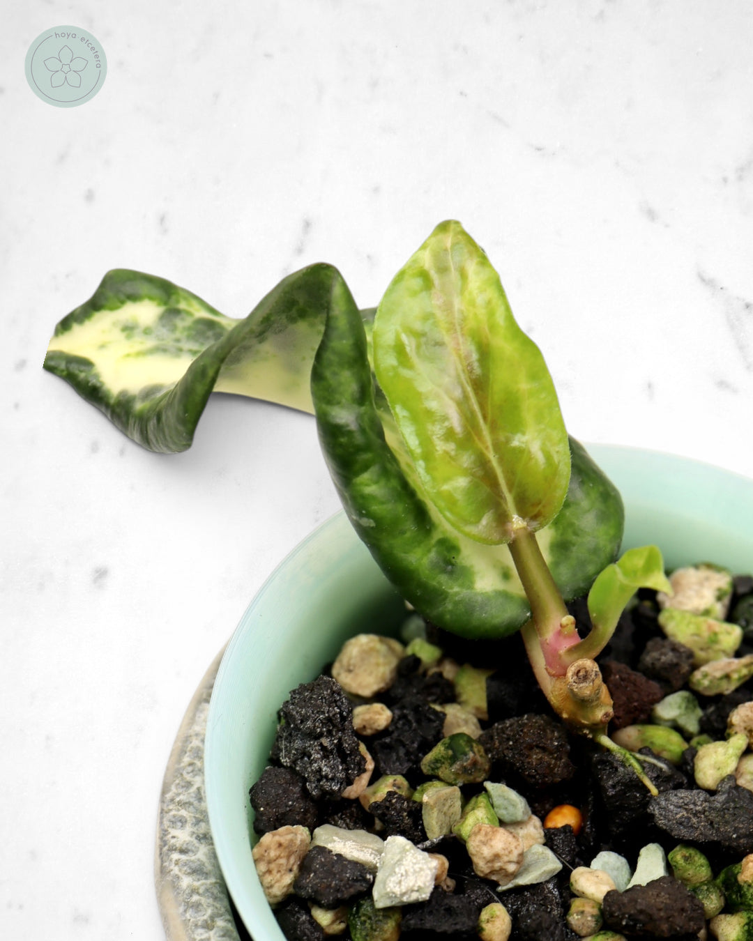 Hoya 'Candy'