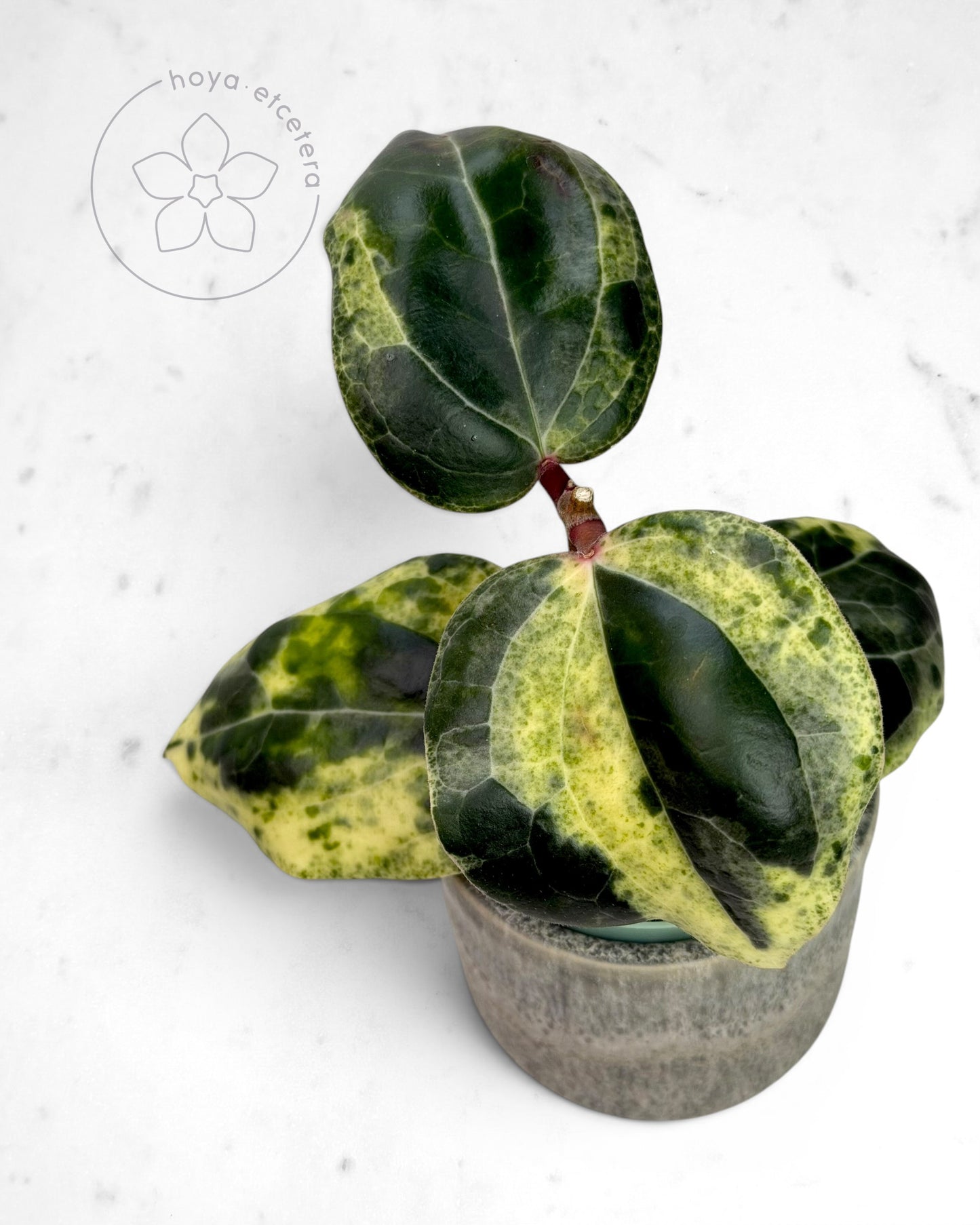 Hoya 'Fantasy' 🌱 cutting