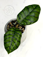 Load image into Gallery viewer, Hoya callistophylla 'Chibi'