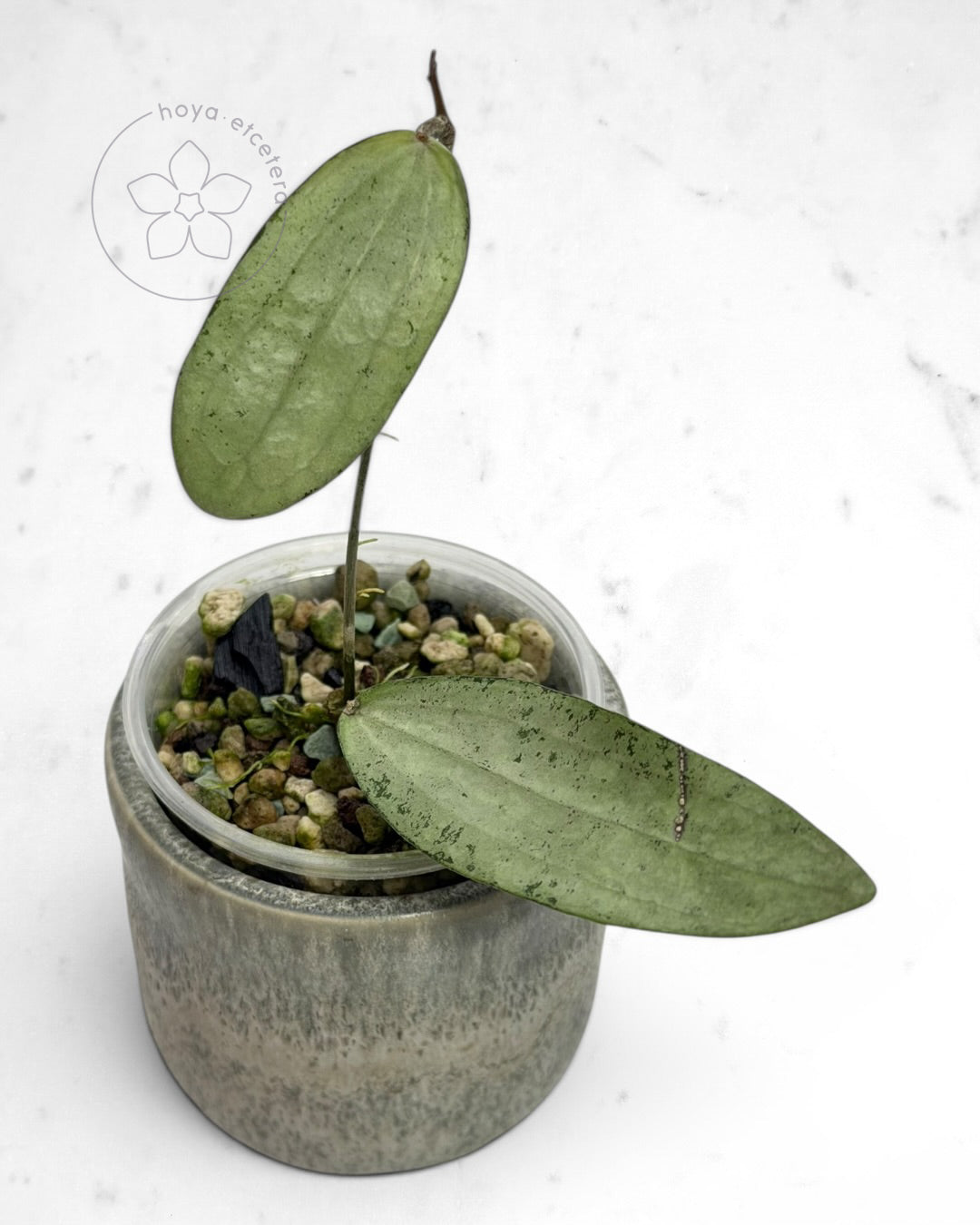 Hoya sp. Bengkulu (silver)