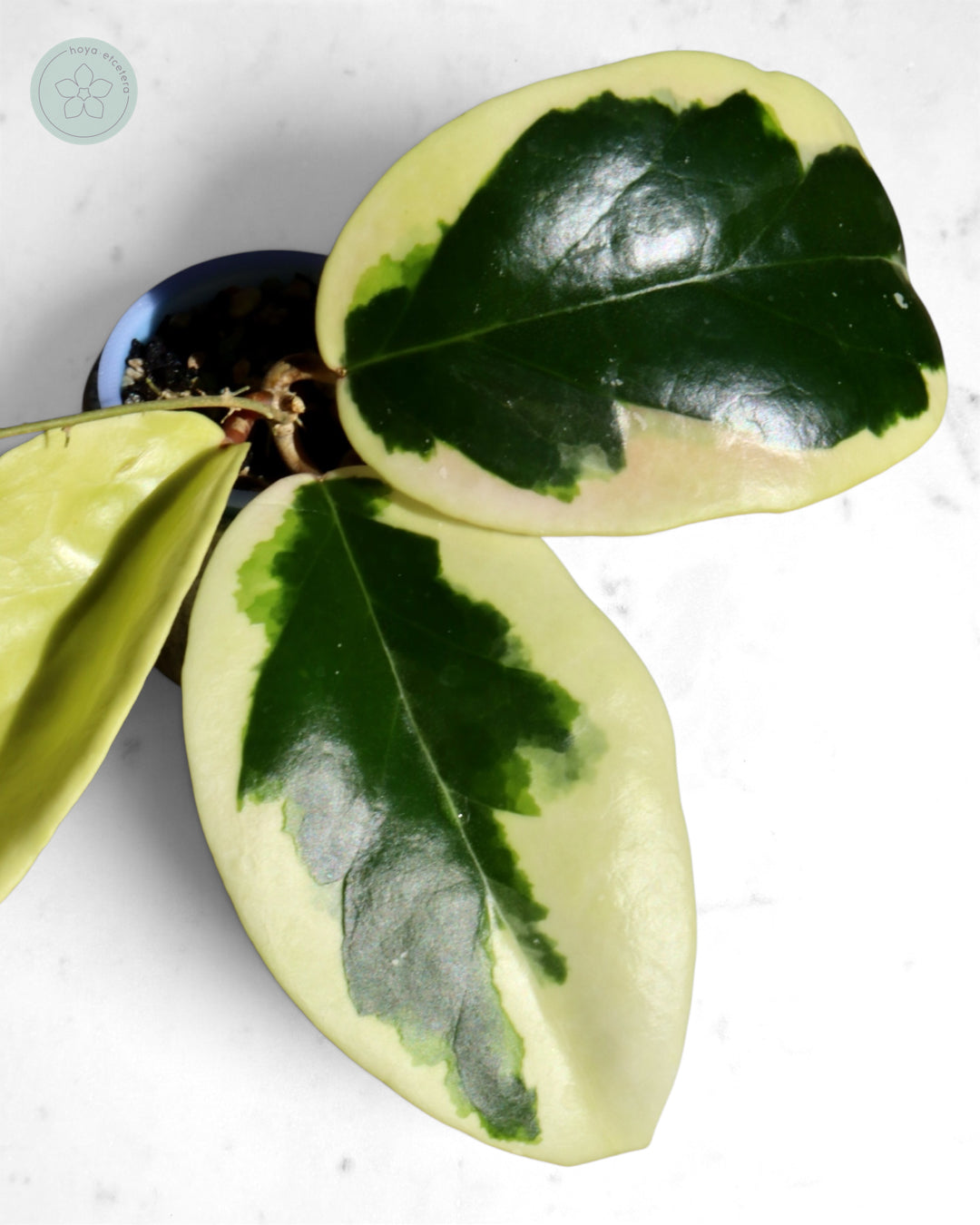 Hoya ilagiorum (albo)
