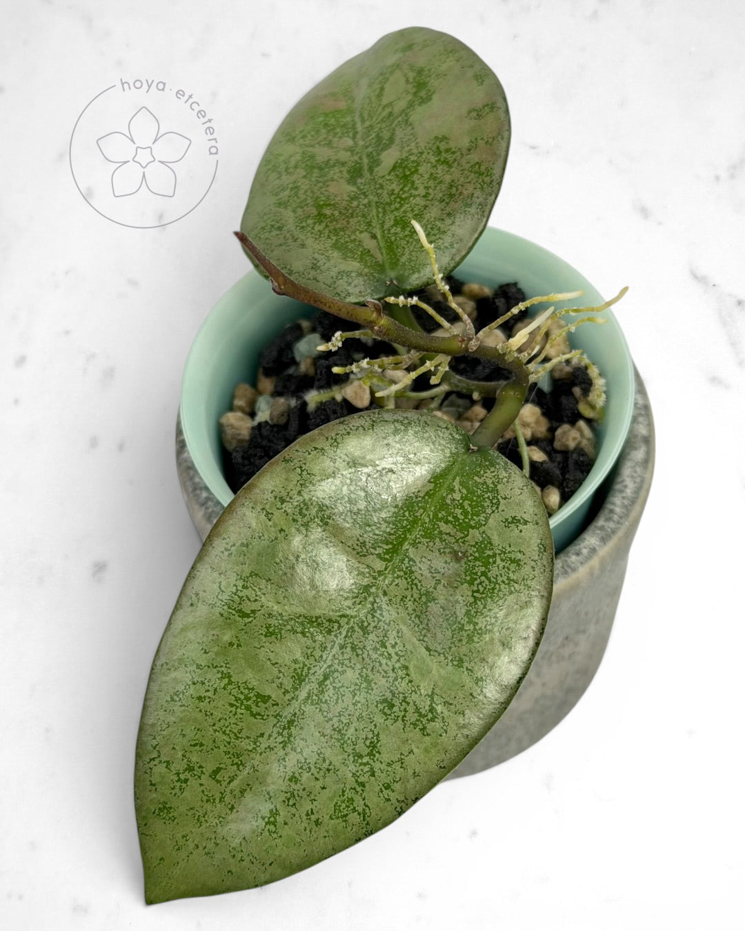 Hoya 'Cori' (splash/silver)