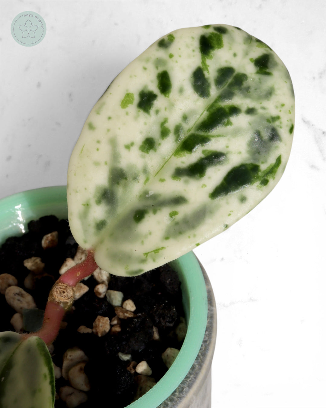 Hoya carnosa 'Madara' (Snow Angel)