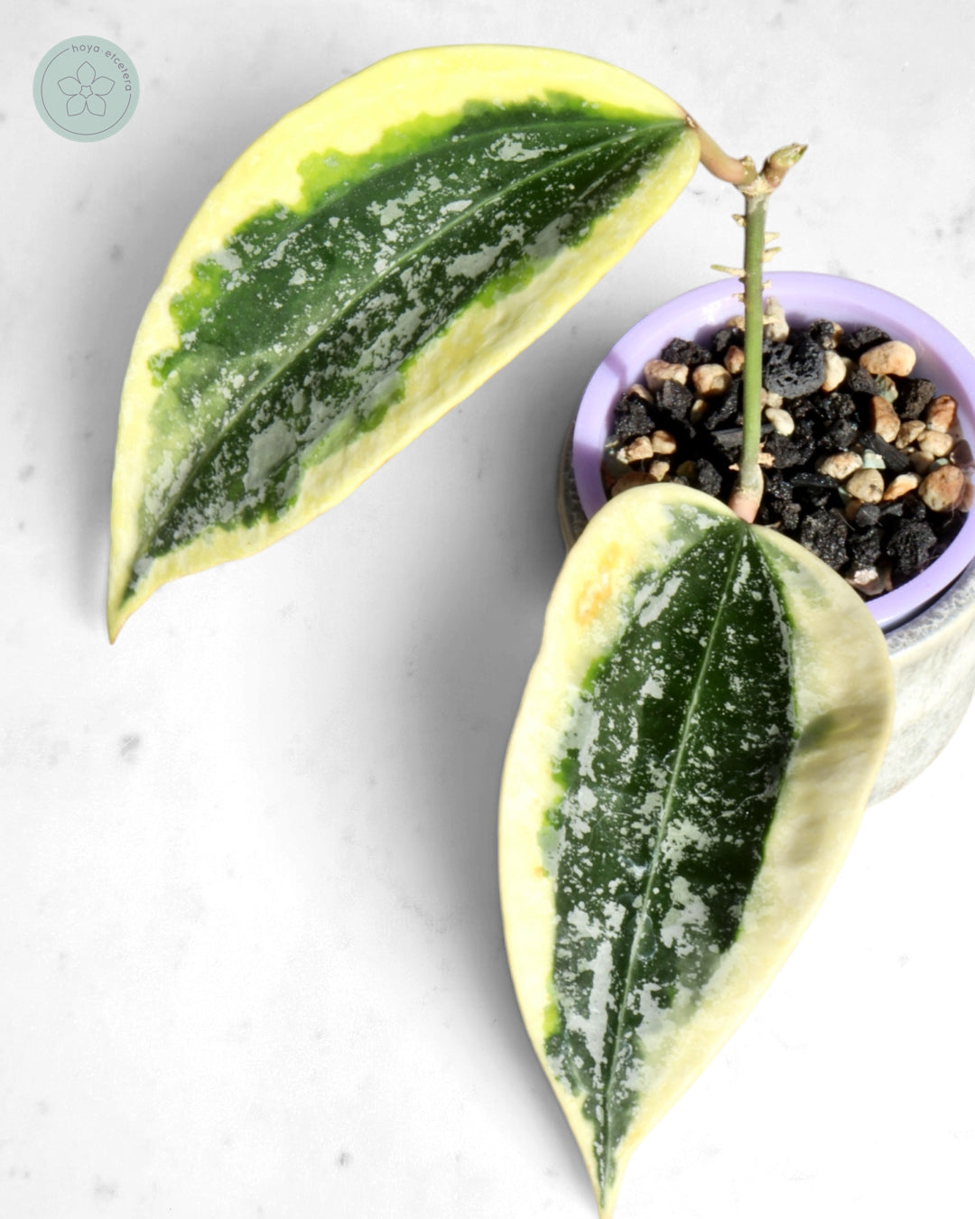 Hoya sp. Rangsan (albo splash)