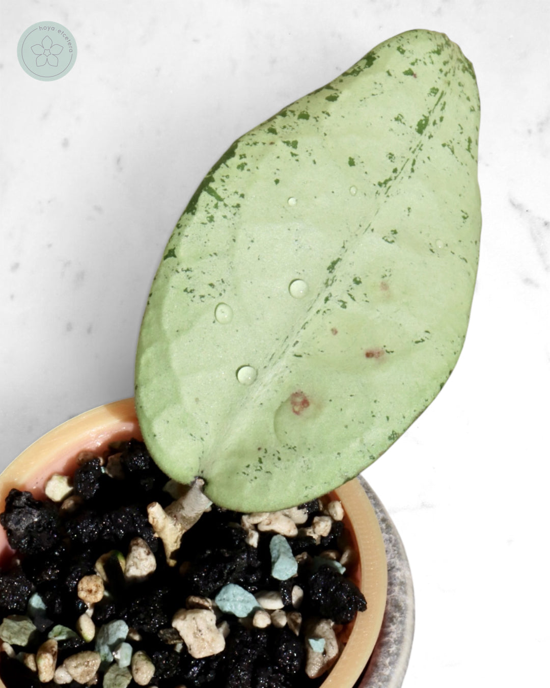 Hoya 'Emperor' (silver)