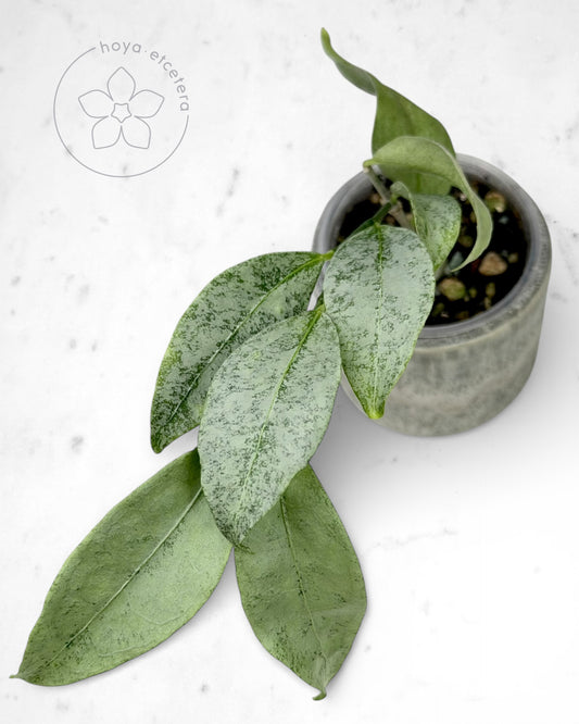 Hoya amicabilis (silver)